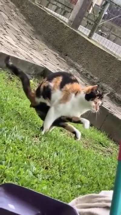 Poopin' Kitty