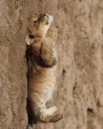 Lion cub enjoying some R&R