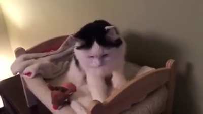 Cats sleeps in tiny human bed and gets tucked in.