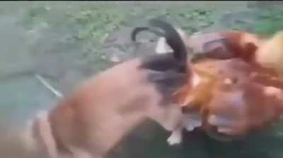 Perro culiao