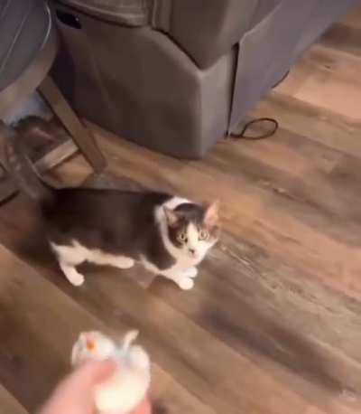 Fetch this