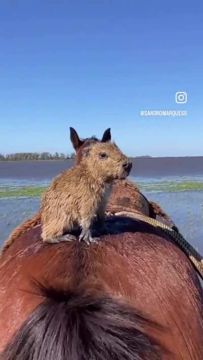A enchente anda danada