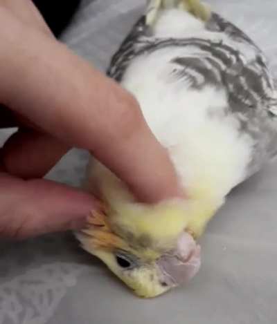 super cuddly today