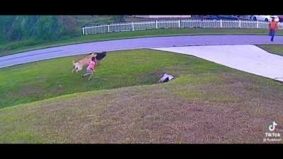 Those Secret Service moves right there were insane! Get that good boy a new toy and all the treats he wants