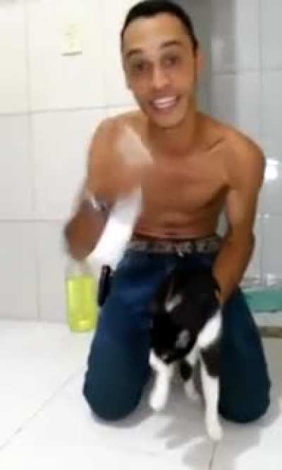 gato rebaixado