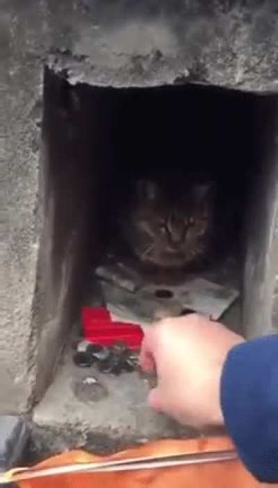 Котобанкинг