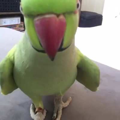 Birb