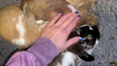 Triple head rubs
