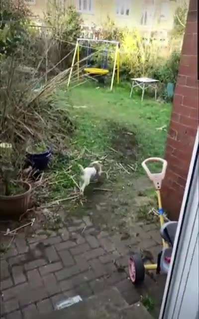 To scare away the cat