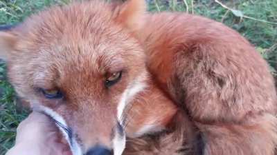 Lisa the fox being a Donut