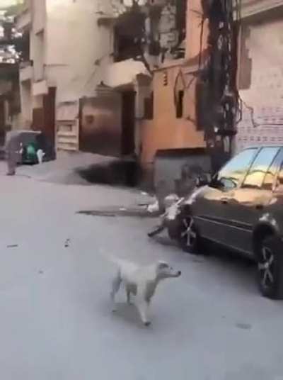 sometimes the dog wins