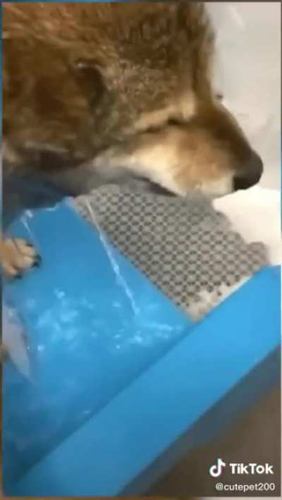 Dog GO AAAAAAAAAAAAAAA