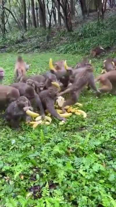 Banana time