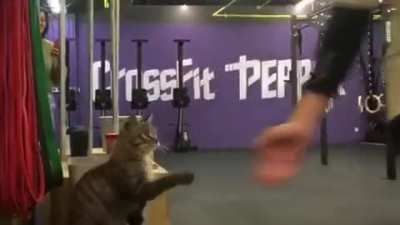 Cute cat doing high five with athletes