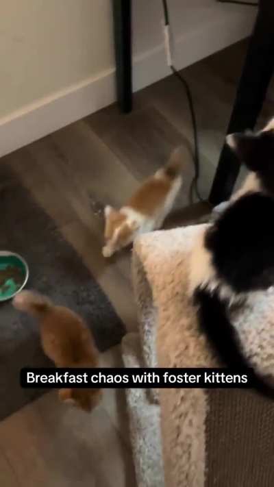 PointyTailedKittens
