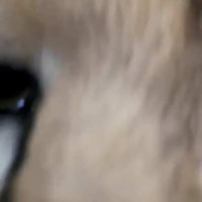 A cheetah purring