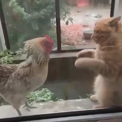 Nobody calls him chicken anymore.