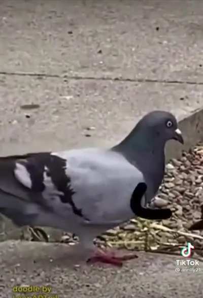 The one reason I still have tiktok