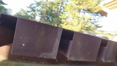 Sneak peaking a deer