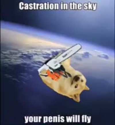 Funny dog