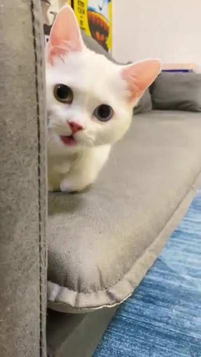 The cuteness levels are 5000 and I'm not even a cat guy.