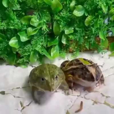 Angry frog