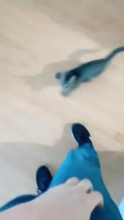 Hello, hooman