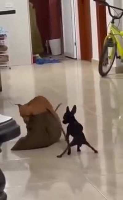 They be wrastlin