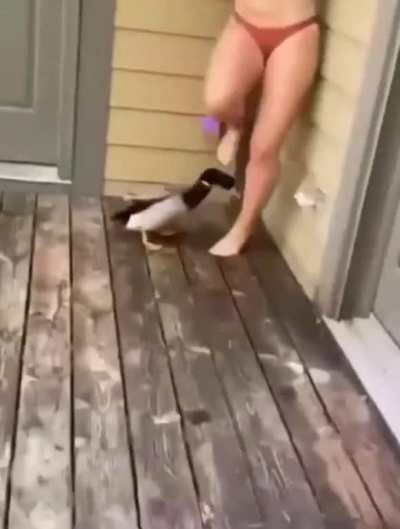 DUCK DUCK GO..... no pipe