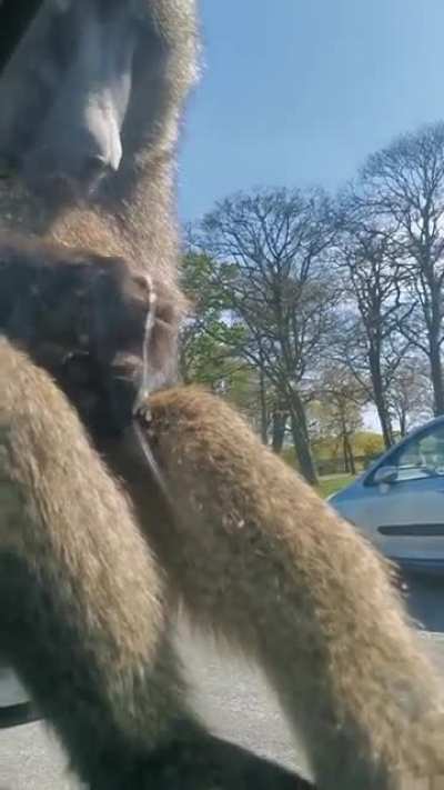 Baboon why you eating your own cum (nsfw)