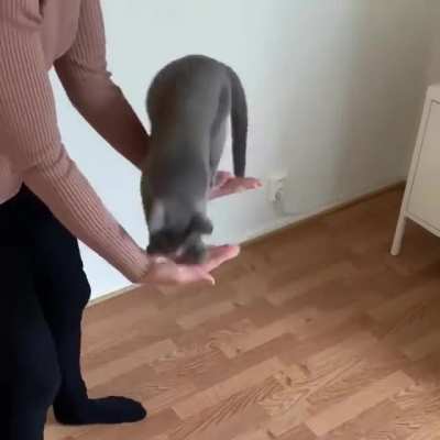 The balancing act