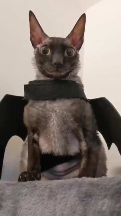 Evil Gang Incorporated