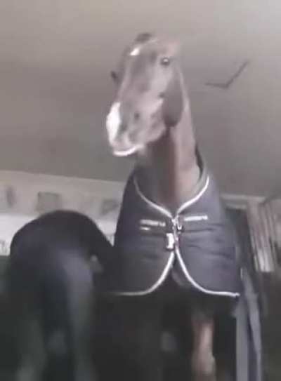Bad horse