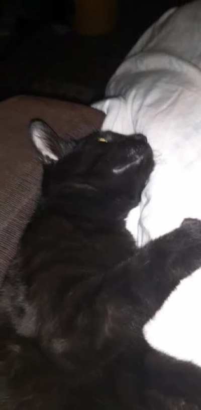 My cat✨❤️