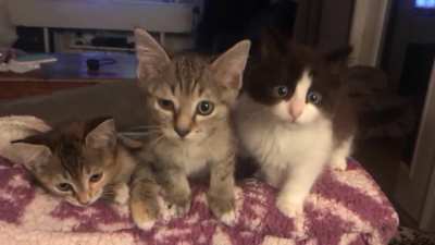 That kitten's got a vicious streak a mile wide