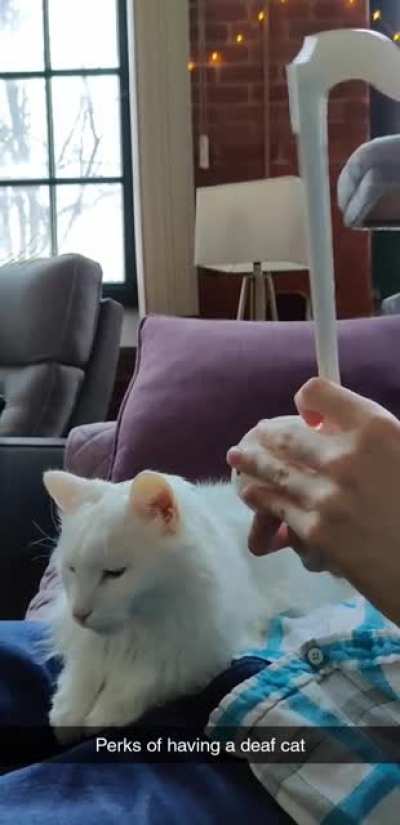Deaf cat not disturbed by our Otomatone