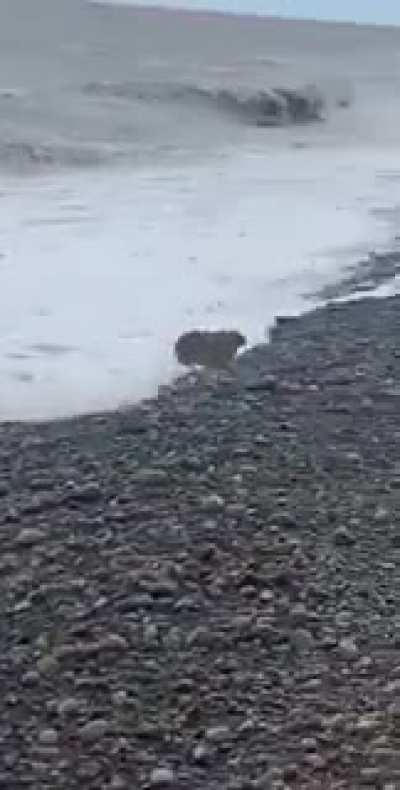 Our AI overlords released a patch that broke rabbit spawns