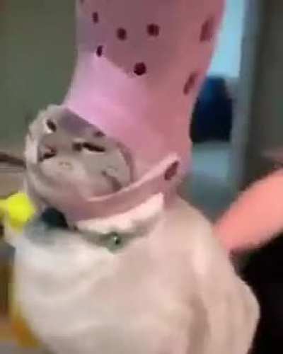 Un poco loco