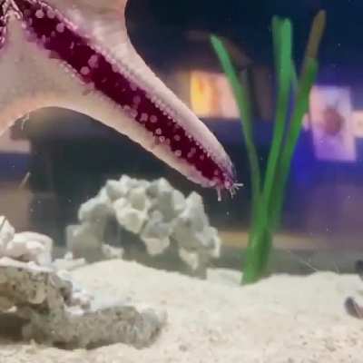 🔥 This is how a Starfish 'walks'.