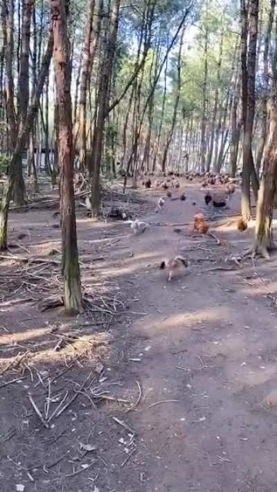 INVASION