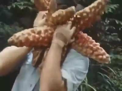 It's just a starfish.