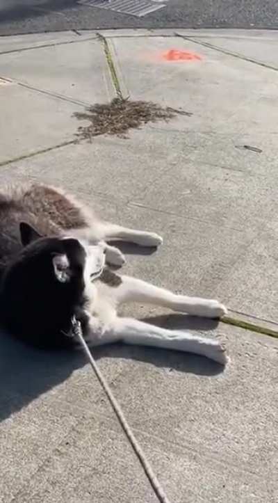 Huskies are always drama queens