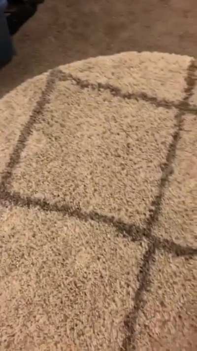 Burn the carpet