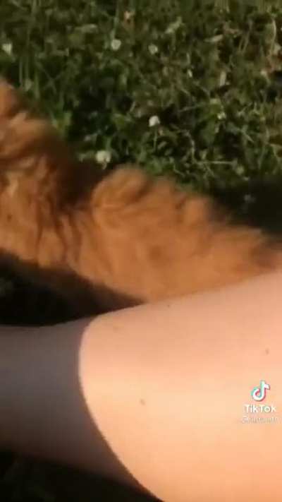All your human are belong to me.