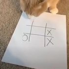 Тупой кот