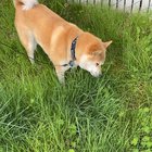 He gets a nervous stomach from listening to the news.