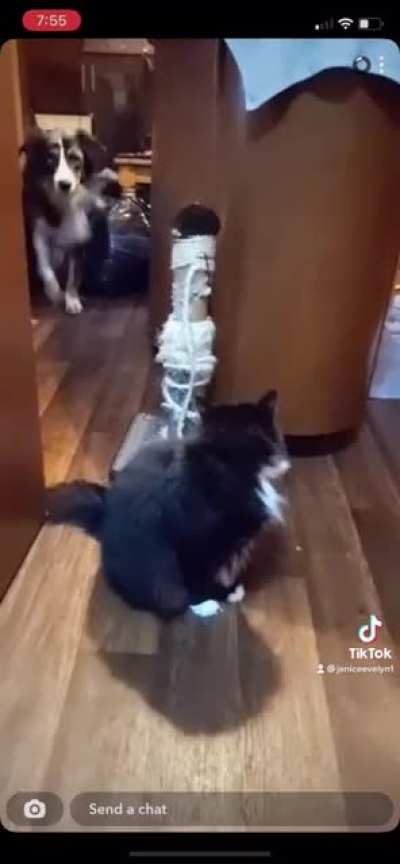 My boyfriend told our dog “the cat isn’t thaaat mean”