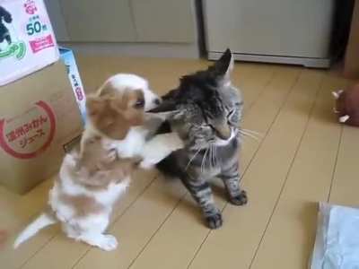 The patience of this kitten equals the patience of the Buddha himself.