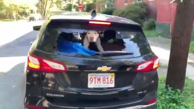 Antifa protestors smash up car which contains a dog and someone they believe to be their political enemy