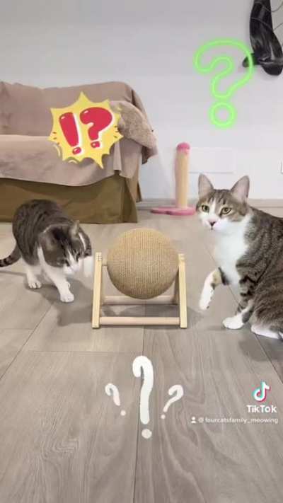 Cat, don’t scratch the sofa!